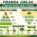 Piramida Jumlah