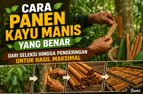 Cara Panen Kayu Manis