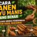 Cara Panen Kayu Manis