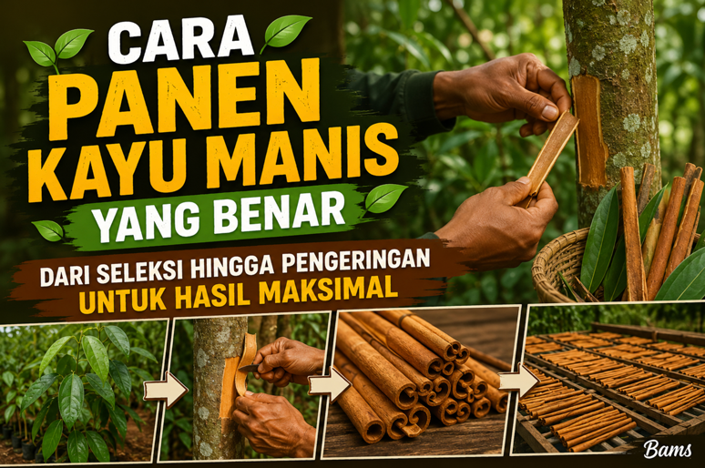Cara Panen Kayu Manis